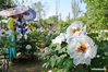 People in Han-style costumes enjoy peony flowers at a peony industrial park in Qingdao, East China's Shandong province, on May 1, 2021. [Photo/Xinhua]