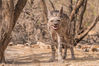 2020年10月28日讯（具体拍摄时间不详），印度古吉拉特邦喀奇县Little Rann，一只鬣狗在享用美食之后咧嘴“大笑”，这只鬣狗看起来非常开心，露齿牙齿，展示出大大的笑容。43岁的棉花贸易商Nilesh Shah拍摄到这只印度条纹鬣狗，他表示：“我前往这里进行探险，捕捉居住在自然栖息地的野生动物身影。”