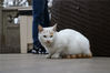 2019年1月19日，江苏南京，中山陵的流浪猫。