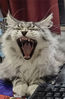 2021年4月14日，江苏常州，一只缅因猫打起哈欠像在大笑。