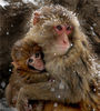 2008年1月19日，安徽省淮北市相山公园的母子猴在雪中相拥取暖。王文/视觉中国