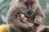 2017年5月9日，重庆永川乐和乐都动物世界，两对藏酋猴猴母子坐在一起晒太阳。王成杰/视觉中国