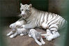 2016年09月28日白虎妈妈守护三个虎宝宝正在休息。王成杰/视觉中国