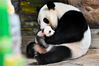 2018年9月20日，大熊猫妈妈“隆隆”母子正式出月子，“隆仔”首次与民众见面。7月12日，大熊猫“隆隆”在广州长隆野生动物世界产下雄性幼崽“隆仔”。  陈骥旻(广东分社)/中新社/视觉中国

