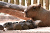 2020年6月22日上午，深圳野生动物园在水豚园里，刚出生的5只水豚宝宝萌态十足，静静地在妈妈身边吃奶、憩息，吃饱后便跟着妈妈一起走动。朱洪波/南方视觉/视觉中国