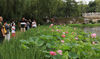 2021年6月13日，江苏省南京市，端午节小长假期间，玄武湖樱洲的多处荷花盛开，荷香四溢，娇艳欲滴，美不胜收，营造一片初夏美景。