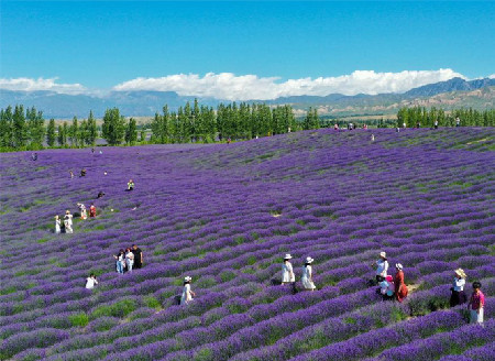 Tourists visit lavender farm in Huocheng County, Xinjiang