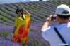 Visitors take photos in a lavender farm in Huocheng County, northwest China's Xinjiang Uygur Autonomous Region, June 13, 2021. (Xinhua/Ding Lei)