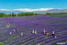 Aerial photo taken on June 13, 2021 shows people visiting a lavender farm in Huocheng County, northwest China's Xinjiang Uygur Autonomous Region. (Xinhua/Ding Lei)