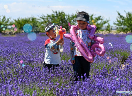 Tourists visit lavender farm in Huocheng County, Xinjiang