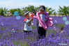 Children play in a lavender farm in Huocheng County, northwest China's Xinjiang Uygur Autonomous Region, June 13, 2021. (Xinhua/Ding Lei)