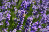 Photo taken on June 13, 2021 shows lavender blossoms in a lavender farm in Huocheng County, northwest China's Xinjiang Uygur Autonomous Region. (Xinhua/Ding Lei)