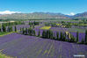 Aerial photo taken on June 13, 2021 shows a lavender farm in Huocheng County, northwest China's Xinjiang Uygur Autonomous Region. (Xinhua/Ding Lei)