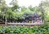 2021年6月19日，南京莫愁湖公园荷花盛开，吸引市民纷纷入园游览观赏拍照留念。
