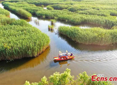 Aerial photo of 'reed maze' in Jiangsu