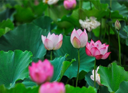山东枣庄台儿庄运河湿地：荷花盛开，蜜蜂飞舞