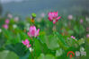  盛夏来临，台儿庄运河湿地的荷花迎来盛花期，层层叠叠的荷叶铺满了十里荷花廊。盛开的荷花露出金黄色的花蕊和粉红色的花瓣，沁人心脾的花香扑面而来，蜜蜂嗡嗡地在花朵之间绕来绕去，此时的湿地美不胜收。
