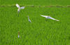 2021年6月4日，鹭鸟在安徽省六安市金安区张店镇从全村绿色田园觅食。