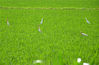 2021年6月4日，一群鹭鸟在安徽省六安市金安区张店镇从全村绿色田园飞舞觅食。来源：视觉中国
