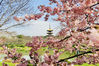 Cherry blossoms are seen at Donghu Lake Park in Wuhan, Hubei province. [Photo provided to chinadaily.com.cn]
