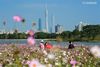 Tourists pose for photos amid cosmos flowers at Haizhu Wetland Park in Guangzhou, capital of South China's Guangdong province, on Nov 3, 2020. [Photo/Xinhua]