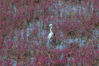 2021年6月8日，在青岛市胶州湾海洋公园红岛段，碱蓬草染色红海滩，一只白鹭在其间觅食。