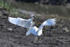2021年6月8日，两只白鹭在青岛市胶州湾海洋公园红岛段海滩追逐嬉戏。