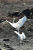 2021年6月8日，两只白鹭在青岛市胶州湾海洋公园红岛段海滩追逐嬉戏。