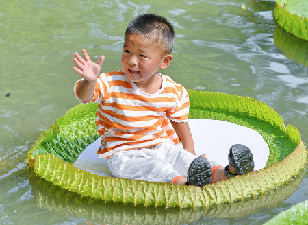 Royal water lilies in Changzhou attract visitors