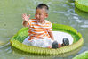 A young boy sits on a royal water lily leaf at the Lotus Garden in Changzhou, Jiangsu province on July 7, 2021. [Photo/CFP]
Royal water lilies at the Lotus Garden in Changzhou, East China's Jiangsu province have recently started to bloom. Some of the lotus leaves are so large they can even support the weight of a small child!