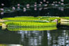 Royal water lilies at the Lotus Garden in Changzhou, Jiangsu province have recently started to bloom. [Photo/CFP]