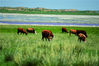 2021年7月10日，内蒙古锡林郭勒盟，在大草原上，有许许多多美丽的风景，牛群就是草原上一道亮丽的风景线，蓝天白云下的小花青草丛中，黄牛小牛成群结队，悠闲地吃草，享受青草的美味，在游人眼中是一幅妙不可言的风景画。来源：视觉中国 张志春/千龙图像/视觉中国
