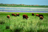 2021年7月10日，内蒙古锡林郭勒盟，在大草原上，有许许多多美丽的风景，牛群就是草原上一道亮丽的风景线，蓝天白云下的小花青草丛中，黄牛小牛成群结队，悠闲地吃草，享受青草的美味，在游人眼中是一幅妙不可言的风景画。