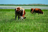 2021年7月10日，内蒙古锡林郭勒盟，在大草原上，有许许多多美丽的风景，牛群就是草原上一道亮丽的风景线，蓝天白云下的小花青草丛中，黄牛小牛成群结队，悠闲地吃草，享受青草的美味，在游人眼中是一幅妙不可言的风景画。