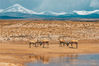 2019年7月23日，青海，可可西里保护区，藏羚羊。