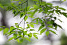 2021年7月14日，江苏省淮安市楚秀园荷花绚烂绽放，绿植一片葱茏。时值盛夏三伏天，持续的雨水暂歇，花草植物格外清新靓丽。
