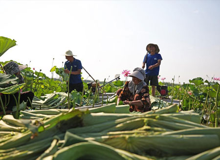 Lotus leaves harvested in Sihong, Jiangsu