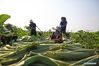 Villagers harvest lotus leaves on the Hongze Lake in Sihong County, east China's Jiangsu Province, July 14, 2021. 