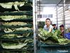 Workers process lotus leaves at a workshop in Linhuai Town of Sihong County, east China's Jiangsu Province, July 14, 2021. (Photo by Xu Changliang/Xinhua)