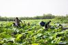 Villagers harvest lotus leaves on the Hongze Lake in Sihong County, east China's Jiangsu Province, July 14, 2021. (Photo by Xu Changliang/Xinhua)