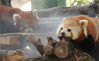 2021年7月15日，浙江杭州，两只小熊猫爬在木杆上享受雾森。近日，因连续高温天气，杭州动物园启用雾森系统、喷淋系统等，为动物们降温消暑。