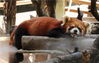 2021年7月15日，浙江杭州，一只小熊猫高温天里享受雾森带来的清凉。近日，因连续高温天气，杭州动物园启用雾森系统、喷淋系统等，为动物们降温消暑。   