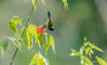 2021年7月15日，重庆市南川区金佛山北坡景区，叉尾太阳鸟在花间飞舞，灵动可爱。