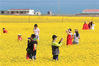 2021年7月16日，青海海南，游客们正在青海湖二郎剑景区附近开满金黄色油菜花的田野里拍照，留影。