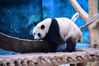  2021年7月20日，沈阳森林动物园动物园的熊猫、亚洲象、河马、金丝猴、小熊猫等动物通过空调房、喷淋、吃西瓜等方式降温，度过炎炎夏日。