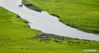 Photo taken on July 21, 2021 shows the Morigele River in Hulun Buir, north China's Inner Mongolia Autonomous Region. (Xinhua/Lian Zhen)