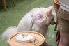 Three-year-old samoyed dog named Daidai seems to be quite satisfied with her meal. [Photo by Yang Hong/for chinadaily.com.cn]