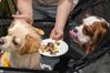 Puppies enjoy meals custom made for them in the restaurant. [Photo by Yang Hong/for chinadaily.com.cn]