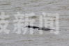 7月28日傍晚，南京长江受烟花风影响，江面波浪较高，只见下关长江上10几只江豚将头伸出江面，顶浪而行，然而又一头埋进江水中，赶波浪似的向上前进。
