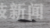 7月28日傍晚，南京长江受烟花风影响，江面波浪较高，只见下关长江上10几只江豚将头伸出江面，顶浪而行，然而又一头埋进江水中，赶波浪似的向上前进。
